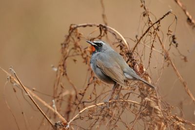 Calioppe de l’Himalaya