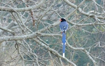 Pirolle à bec rouge