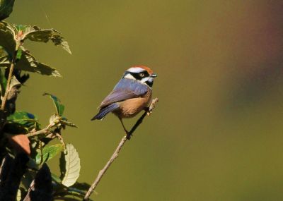 Orite à tête rousse