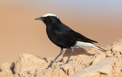 Traquet à tête blanche