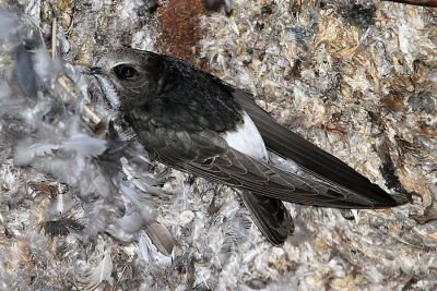 Martinet des maisons