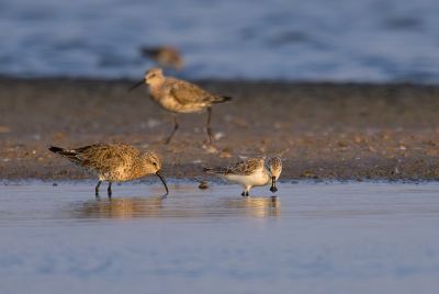Bécasseau spatule et bécasseaux cocorlis