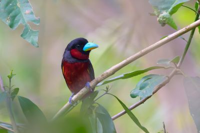 Eurylaime rouge et noir