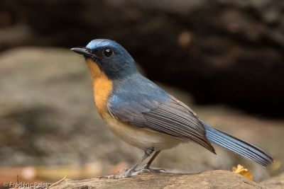 Gobemouche de Tickell