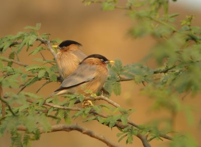 Etourneau des pagodes