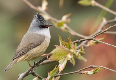 Yuhina à menton noir