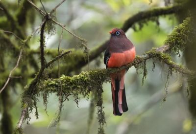 Trogon de Ward