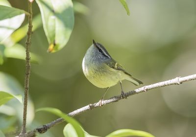 Pouillot à face grise