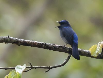 Gobemouche de McGrigor