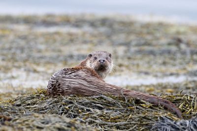 Jour 1 à Jour 6 : île de Mull