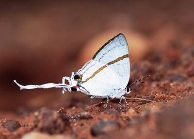 Hypolycaena kakumi