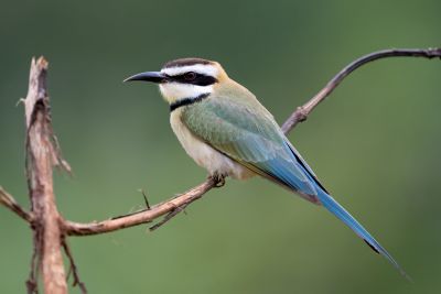 Guêpier à gorge blanche