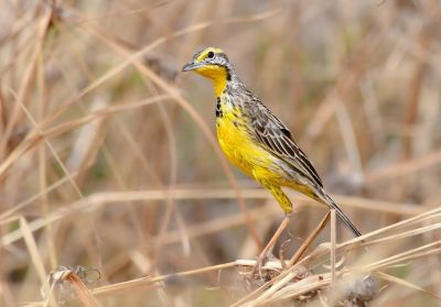 Sentinelle à gorge jaune