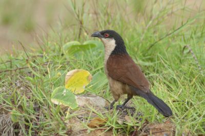 Coucal du Sénégal