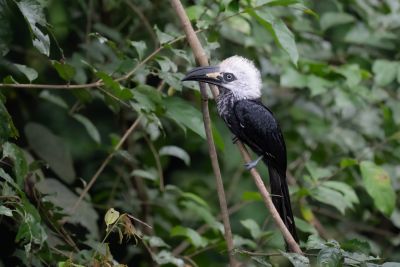 Calao à huppe blanche/de Cassin