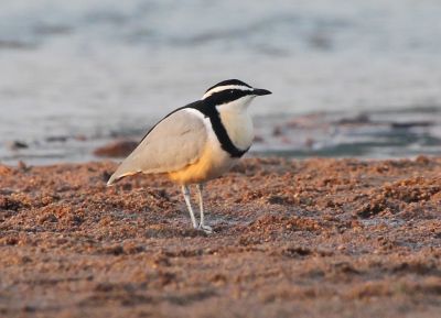 Pluvian fluviatile