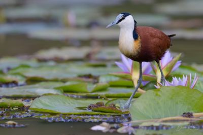 Jacana à poitrine doré