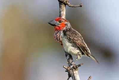 Barbican de Vieillot