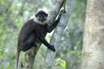 Cercopithèque à ventre roux