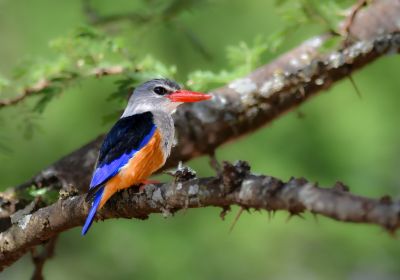 Martin-chasseur à tête grise