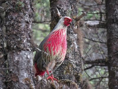 Ithagine ensanglantée