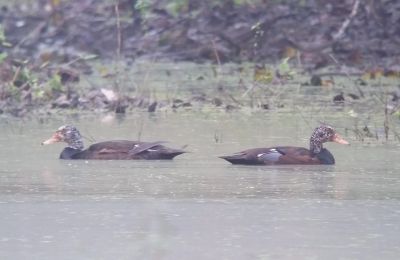 Canard à ailes blanches