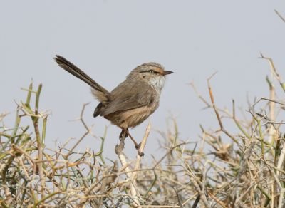 Dromoïque du Sahara