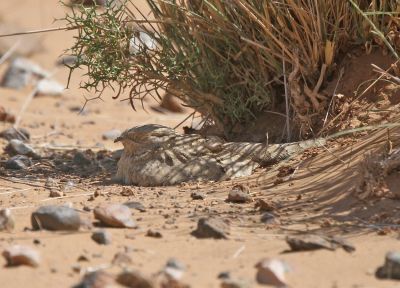 Engoulevent du désert