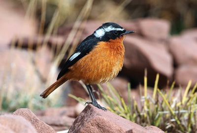 Rougequeue de Moussier