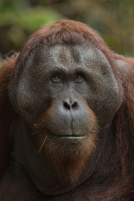 Ourang Outan