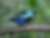 Calliste à cou bleu