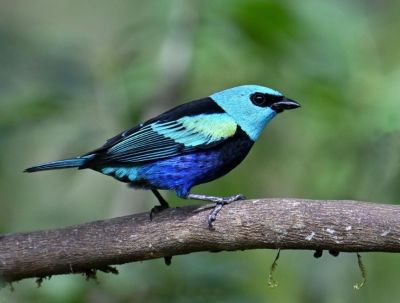 Calliste à cou bleu