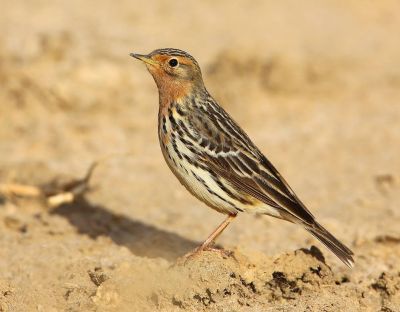 Pipit à gorge rousse