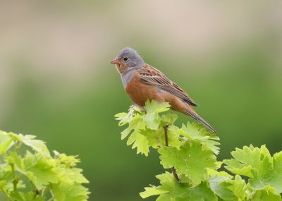Jour 5 : Agios Minas et Bains d'Aphrodite