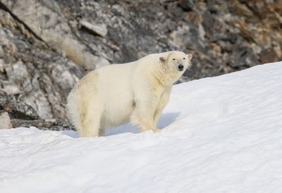 © Julien Gonin - Ours blanc Ours blanc