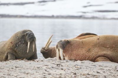 © Julien Gonin - Morses Morses