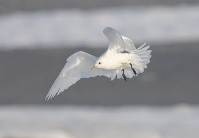 © Serge Horellou - Mouette blanche Mouette blanche