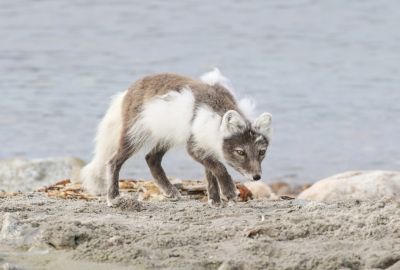 © Julien Gonin - Renard polaire Renard polaire