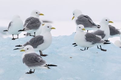 © Julien Gonin - Mouettes tridactyles Mouettes tridactyles
