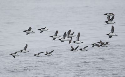 © Julien Gonin - Vol de Guillemot de Brünnich Vol de Guillemot de Brünnich