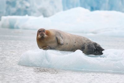 © Julien Gonin - Phoque barbu Phoque barbu
