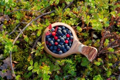 © Marie-Aure - Jour 2 : Randonnée douce et cueillette de baies Jour 2 : Randonnée douce et cueillette de baies