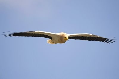 Percnoptère d'Egypte