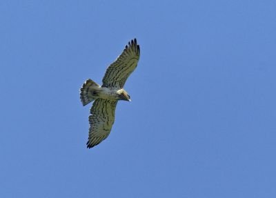 Circaète Jean-le-Blanc