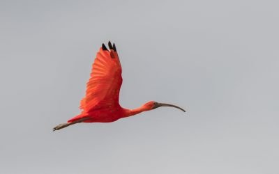 Ibis rouge