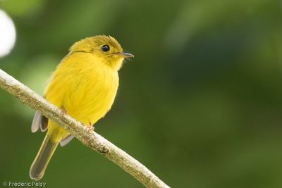 Gobemouche canari