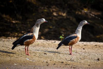 JOUR 7 – AGUARICO - SHUSHUFINDI - COCA - PASPANCHU