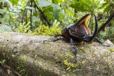 JOUR 8 – LIMONCOCHA