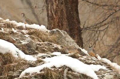 Perdirx bartavelle dans le Dévoluy
