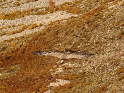 Jour 5 : Dernière sortie en montagne et fin du séjour à la mi-journée